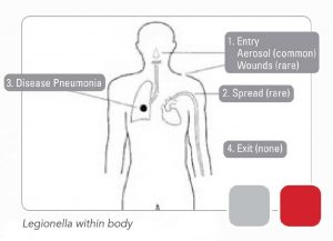 Legionella Within The Body